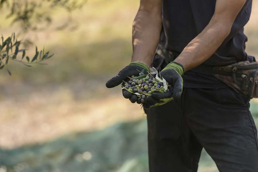 Olio extra vergine di oliva biologico dell'azienda agricola e agriturismo Il Poderino - Gavorrano, Grosseto